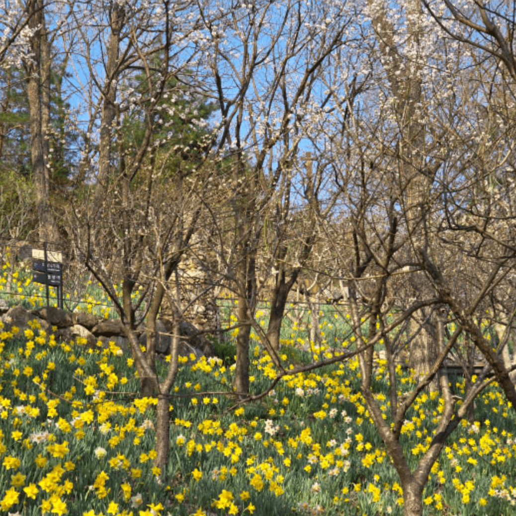 화담숲 화담채 모노레일 사전 예약&amp;#44; 할인받고 예매 하기