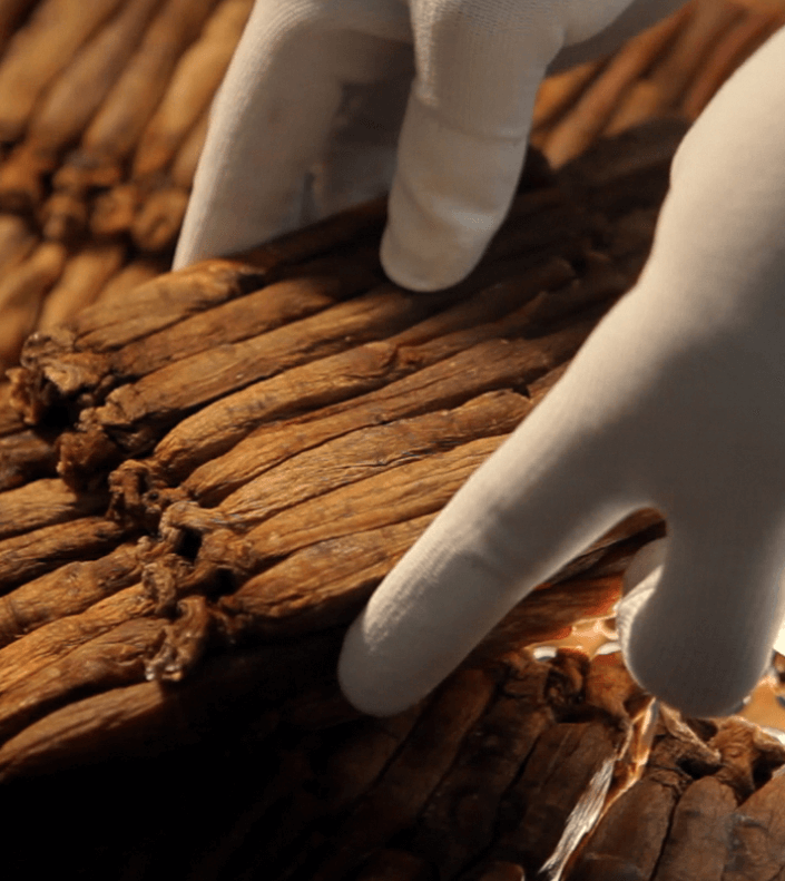 홍삼 선별 작업