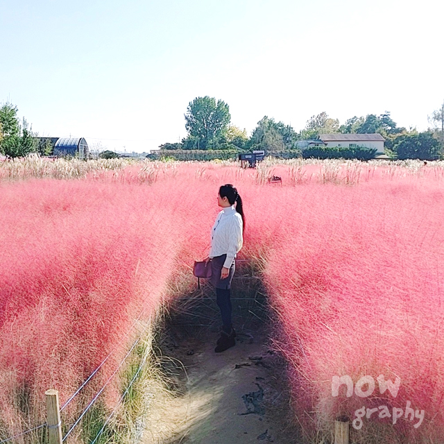 평택-바람새마을-핑크뮬리