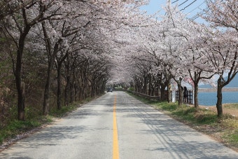 개암사 벚꽃길