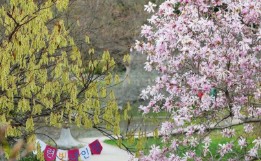 목원 목련축제(2025) 예약 및 여행코스 관련 사진