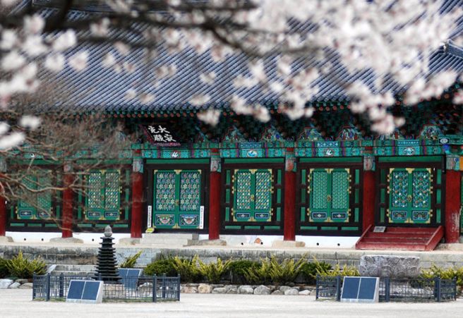 2025 전국 벚꽃 개화 만개 시기 벚꽃 명소 
