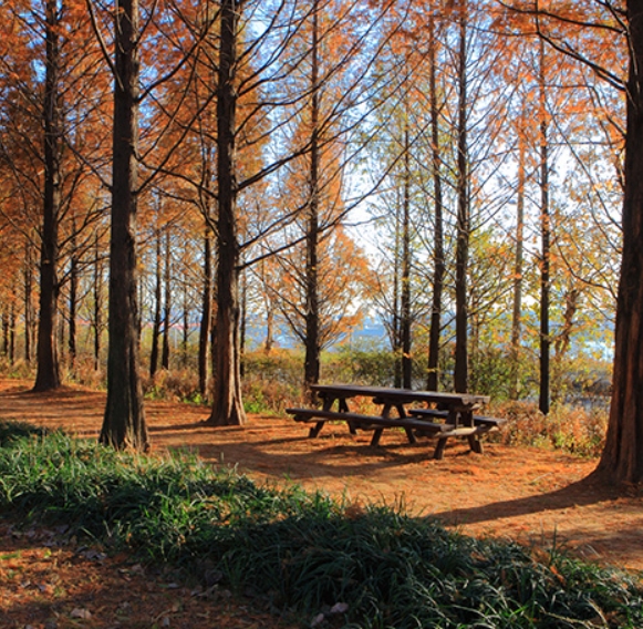 산책하기 좋은 서울 단풍 명소 110선