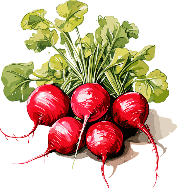 RADISH
