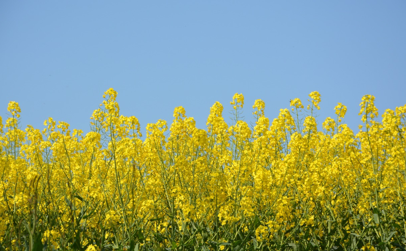 유채꽃 이미지