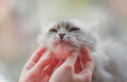 고양이의 턱 모양.