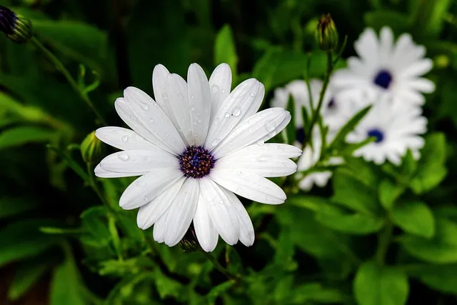 디모데전서 2장 5절 해석 - 하나님은 한 분이시요 하나님과 사람 사이에 중보자도 한 분이시니 곧 사람이신 그리스도 예수라_6