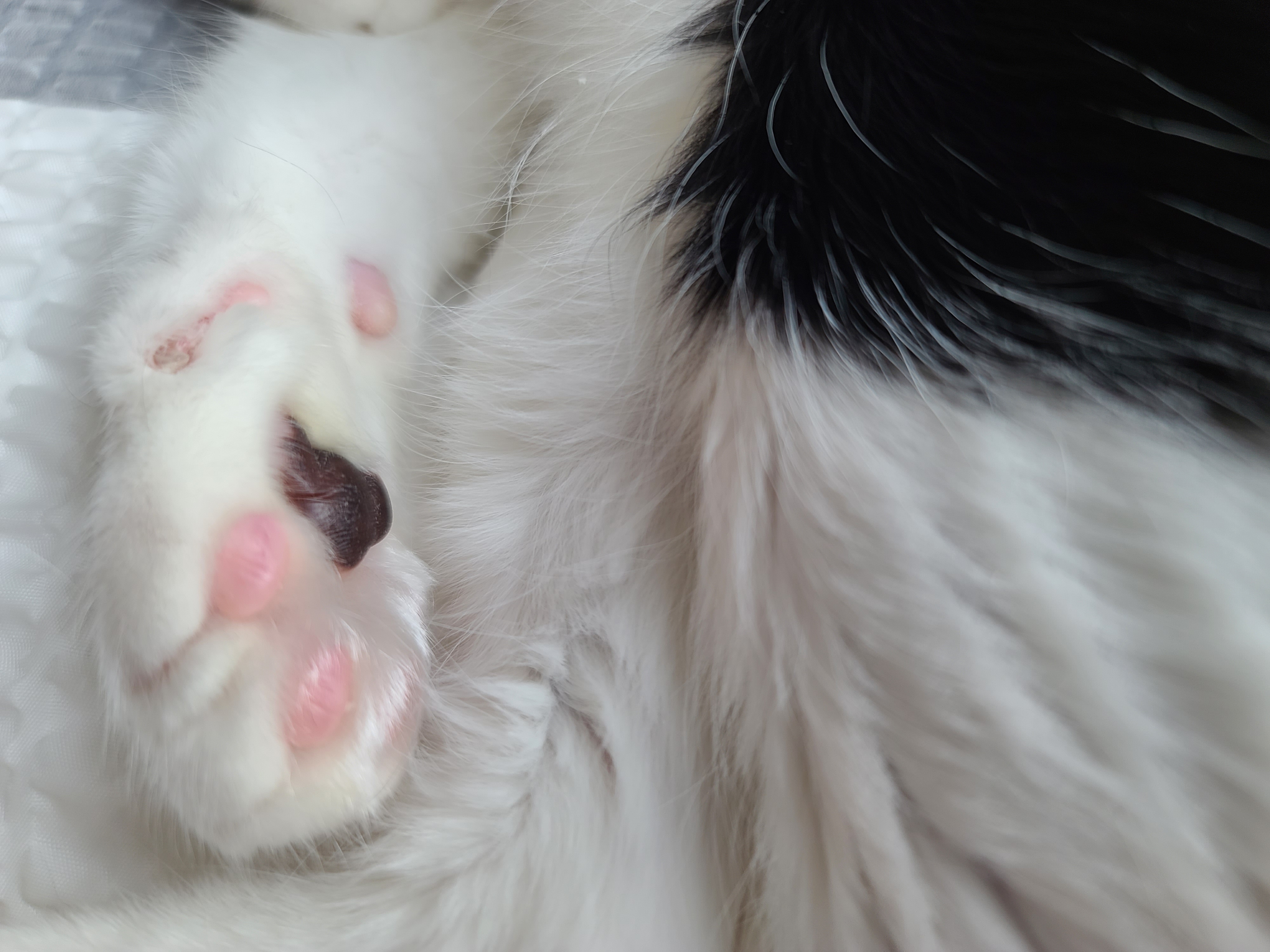 곤히 자고 있는 두리를 깨웠다.