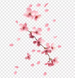 벚꽃