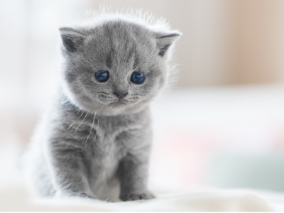 고양이가 집에 들어오는 꿈 해몽 해석 행운일까?