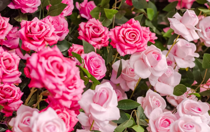 핑크 장미 가격, 품종부터 구매 팁까지 완벽 총정리