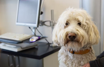 개의 담낭점액낭종 치료법.
