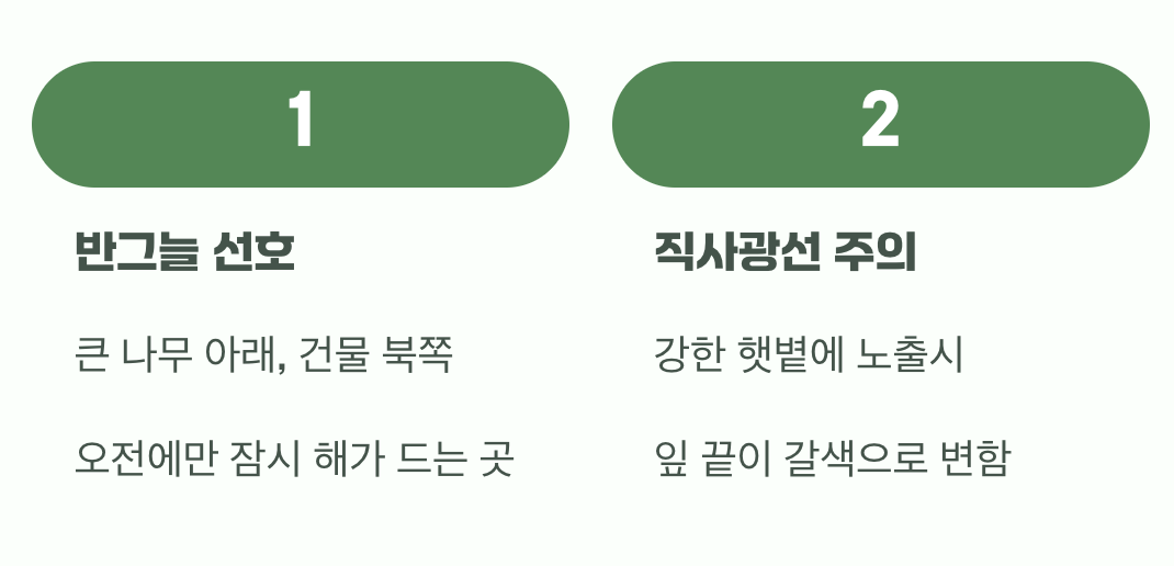비결 1. 그늘진 곳의 작은 태양
