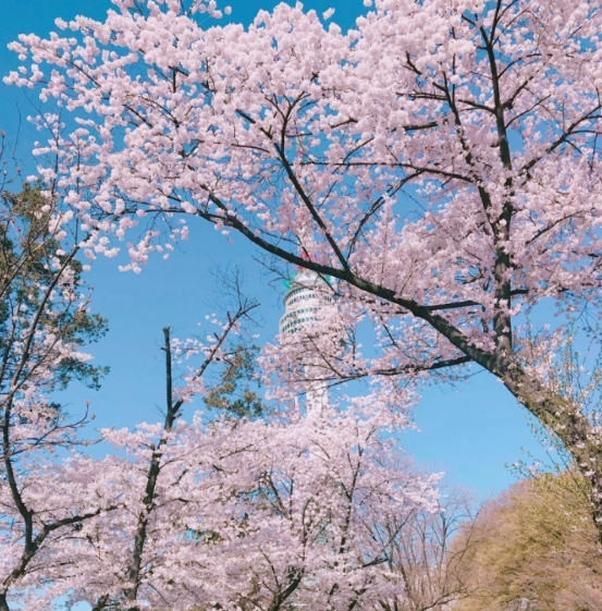 서울타워 벚꽃길