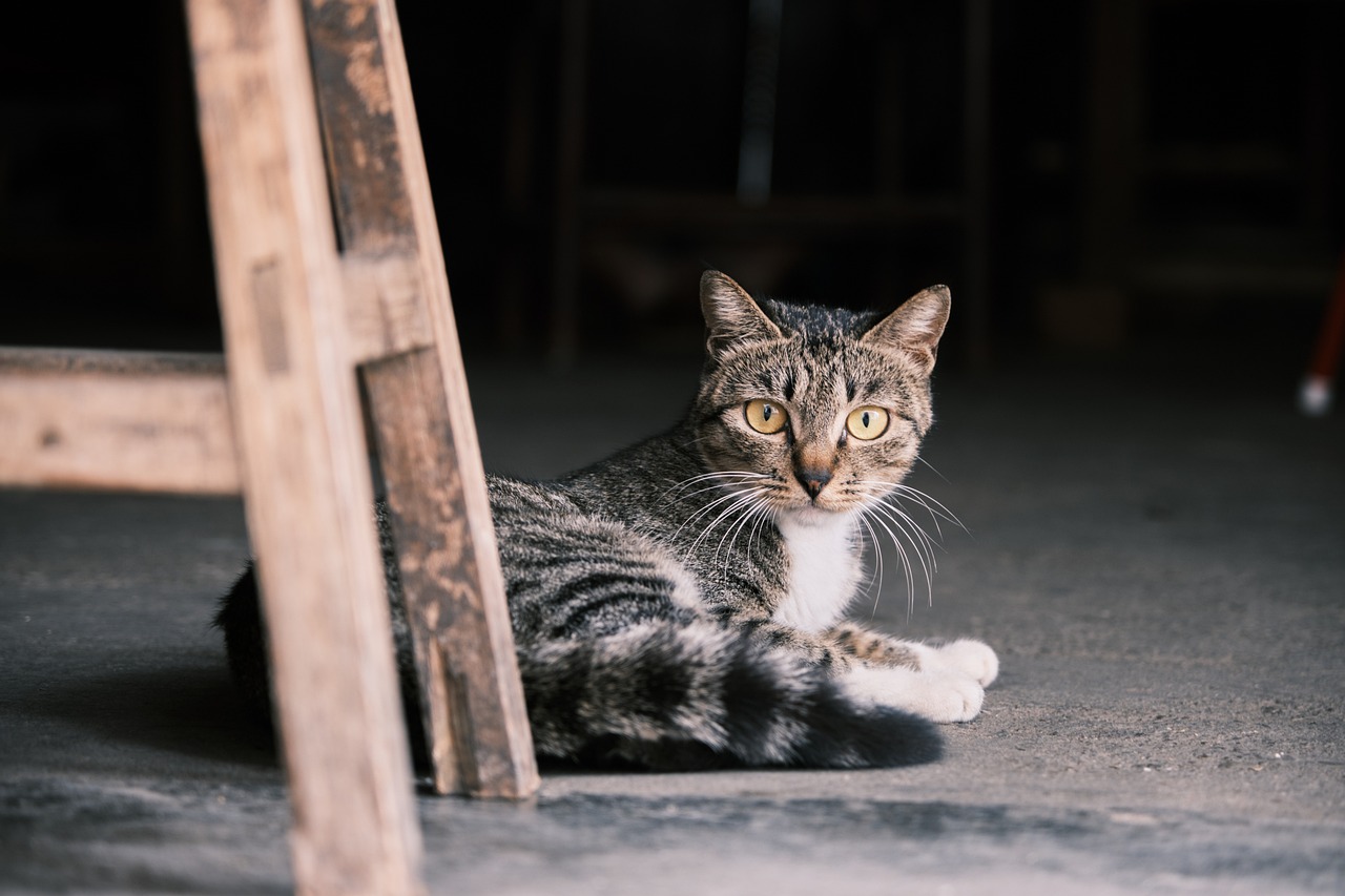 고양이 꿈해몽