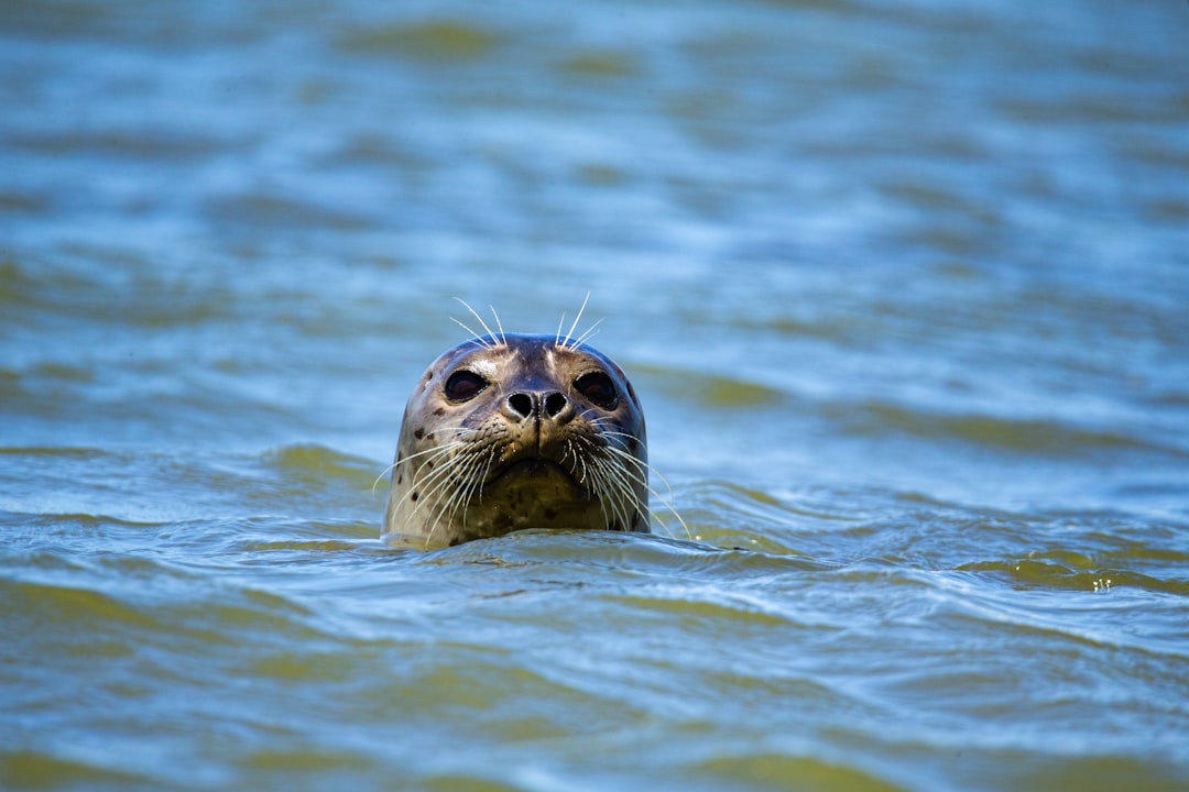 Seal