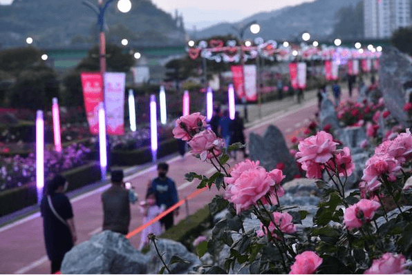 삼척장미축제-사진10