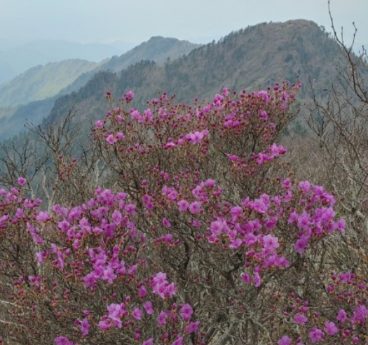 진달래꽃명소