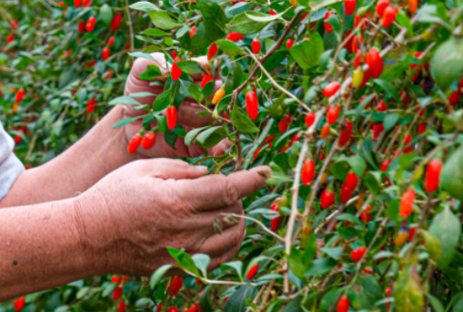 6시내고향 청양 구기자 판매처 및 주문
