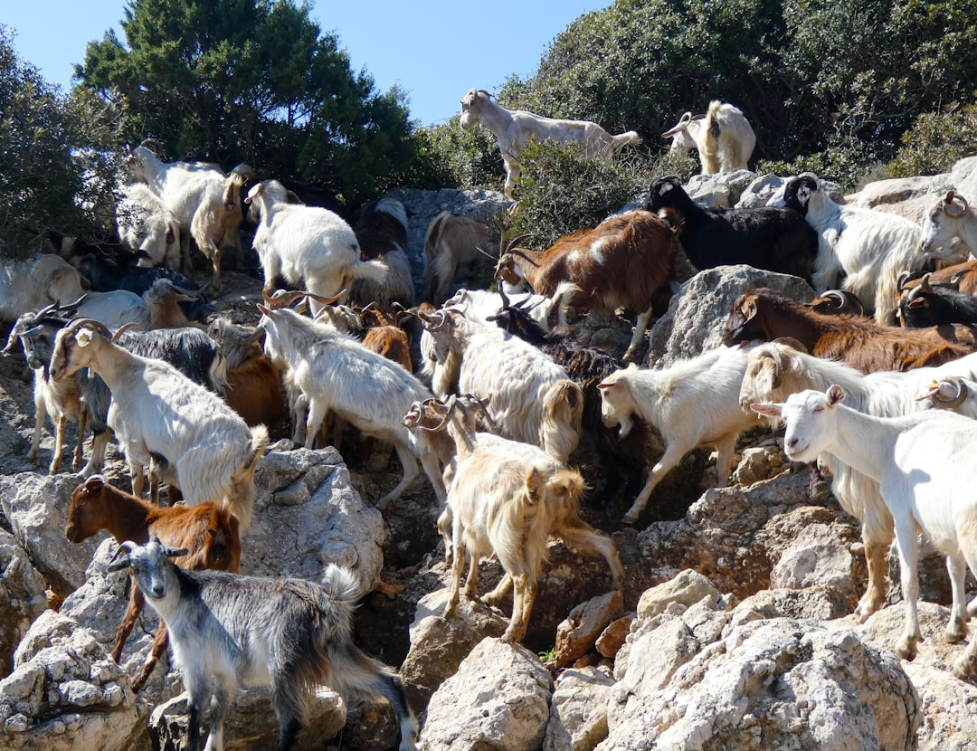 Herd