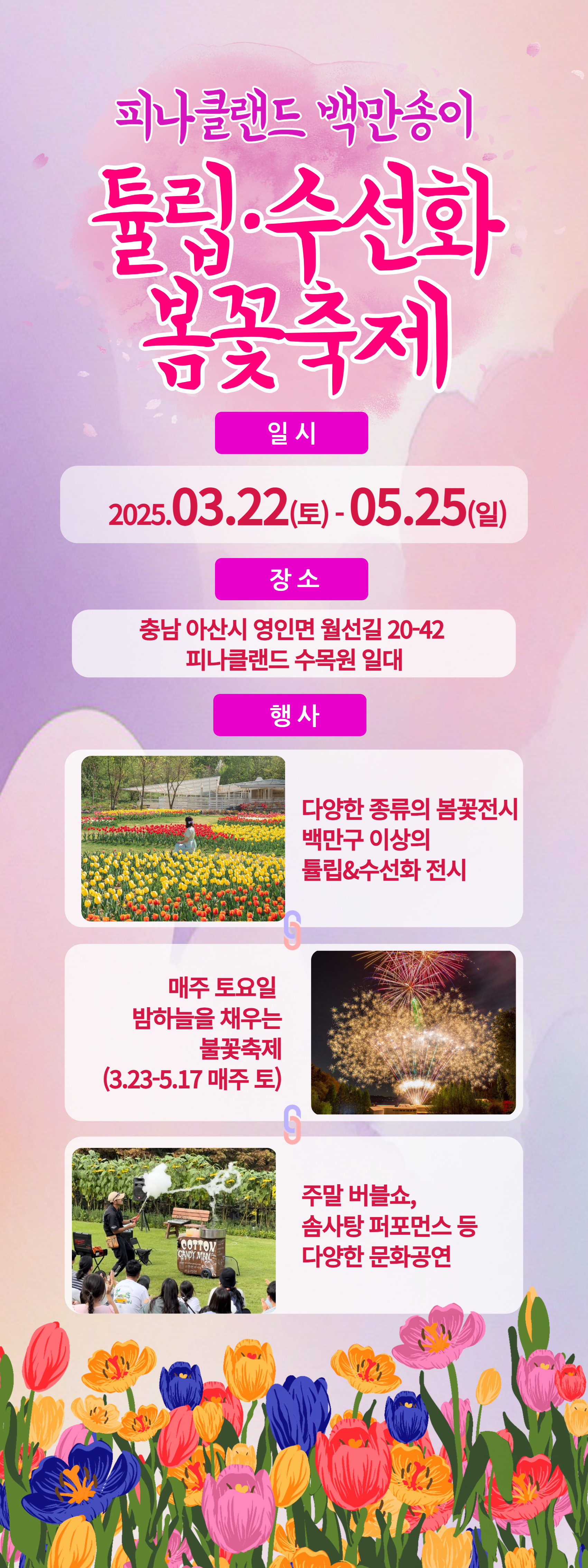 충남 아산의 봄&amp;#44; 튤립과 수선화가 가득 2025 피나클랜드 봄꽃대향연