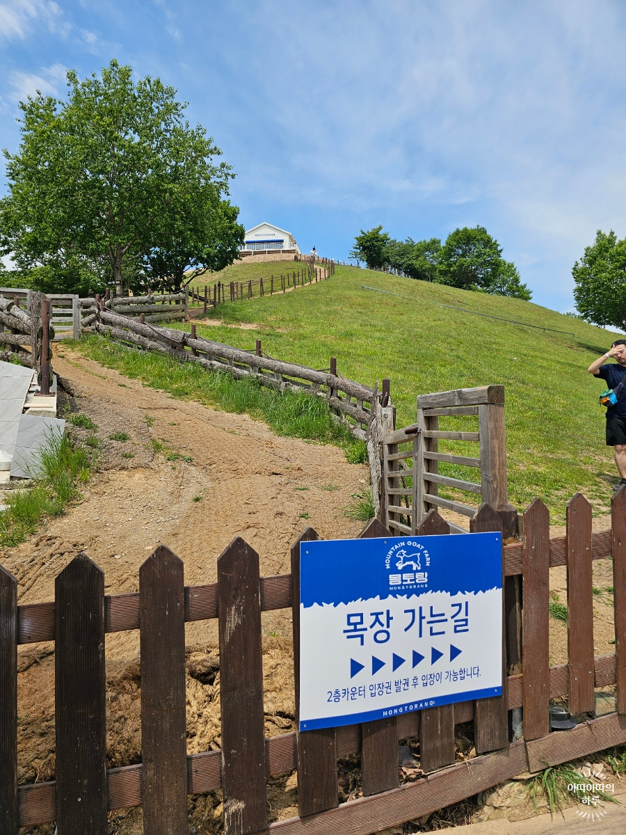 강원도 태백 여행 몽토랑 산양목장 가는길