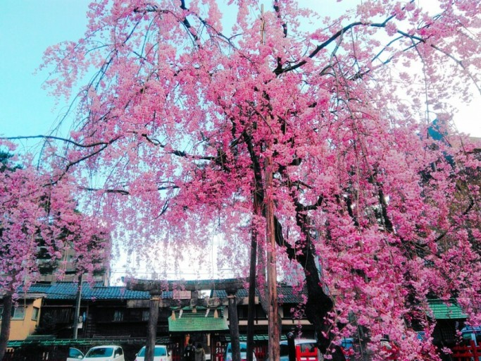 2024 일본벚꽃 개화시기 만개 예상일 : 오사카&amp;#44; 후쿠오카&amp;#44; 나고야 여행코스