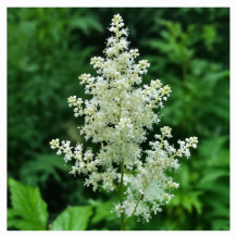 인제 눈개승마 꿀단지 농장