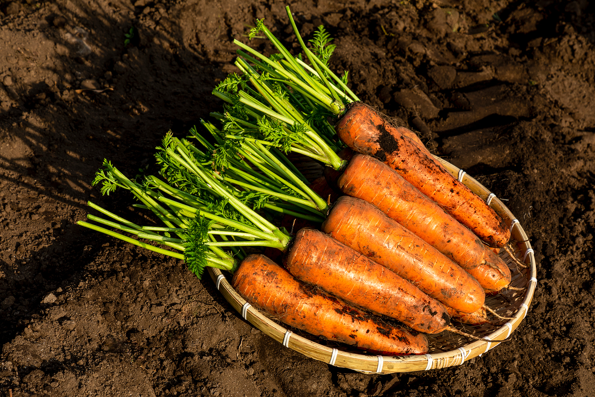 당근라페 만들기