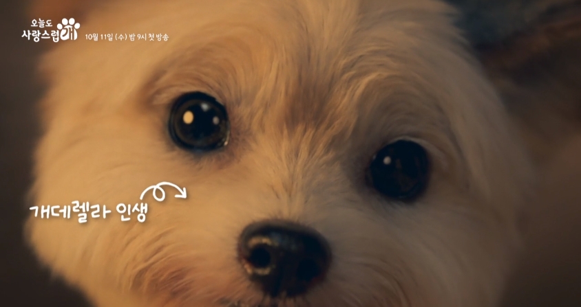 오늘도 사랑스럽개 정리