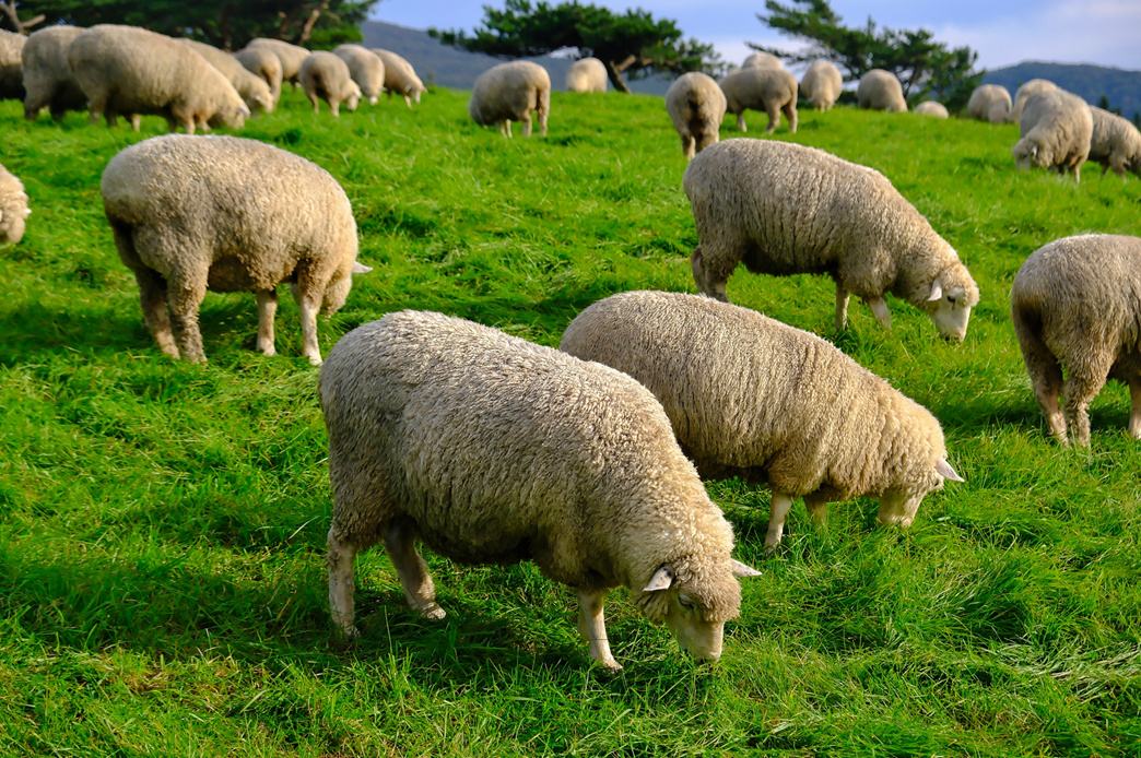 대관령 양떼 목장의 양떼들