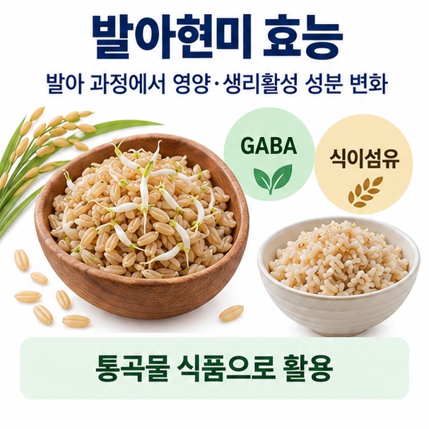 발아현미 효능이라는 제목과 싹이 튼 현미알 GABA 식이섬유 항산화 성분을 함께 표현한 대표 이미지
