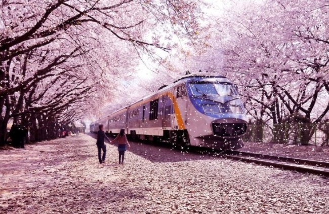 진해군항제 2024 일정 맛집 주차장 숨겨진 벚꽃 명소 (주요 관광지)