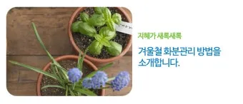 화분 겨울철 관리 난방건조 습도유지 물주기간격 조절 식물등보조_33