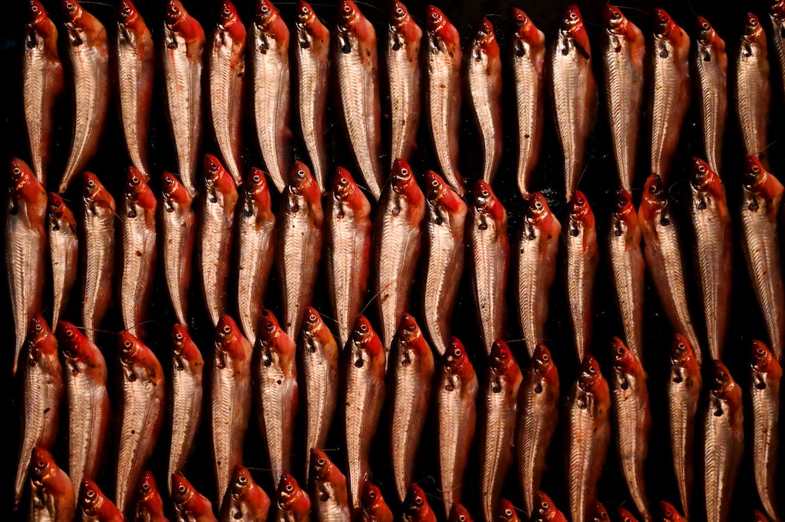 멸치의 영양가와 다양한 요리법&#44; 고르는 팁&#44; 멸치의 매력을 알아보자!
