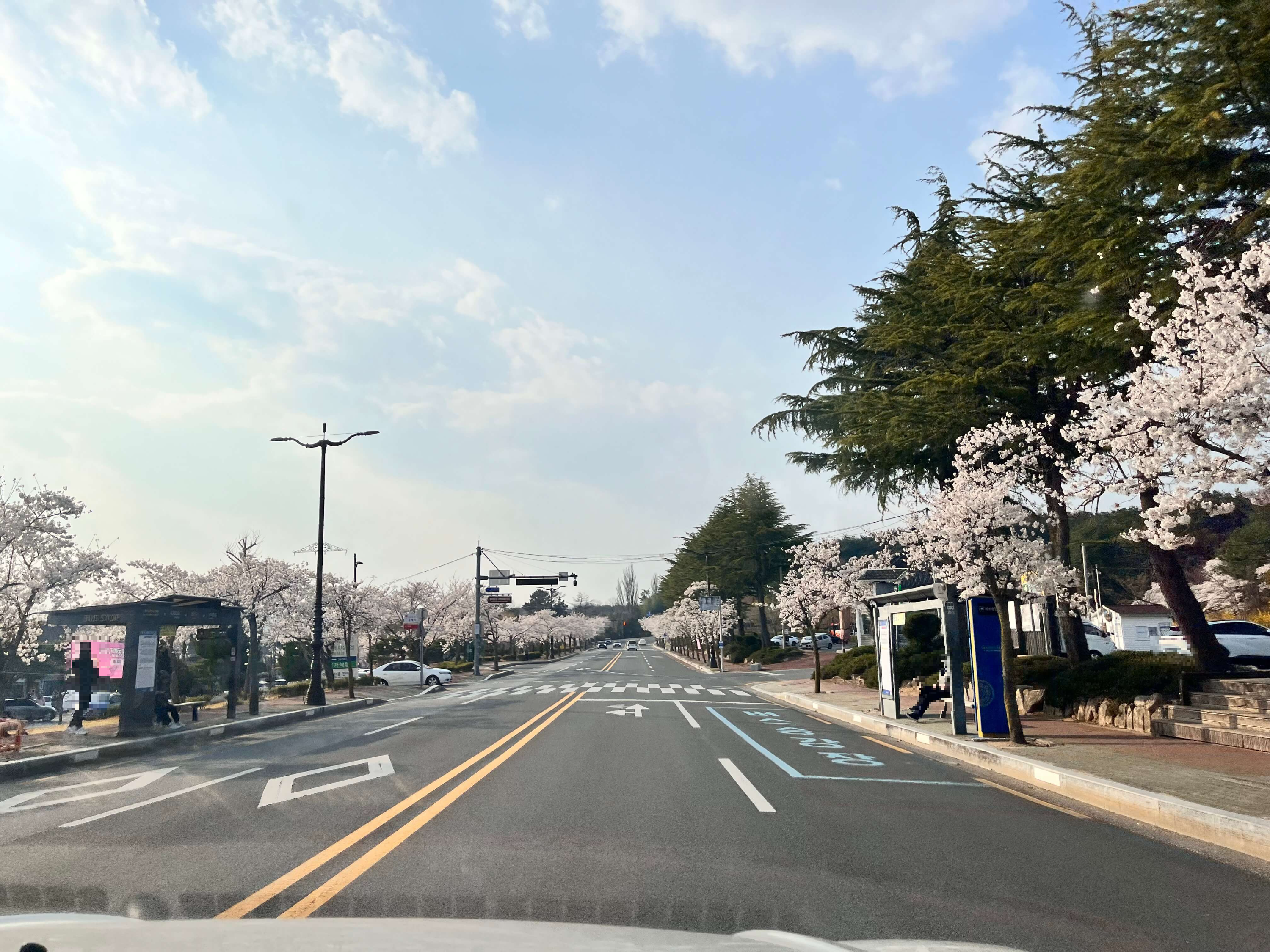 경주 벚꽃길