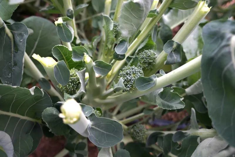 브로콜리니 재배 가지 분지 키우기 연속 수확 물 관리_7