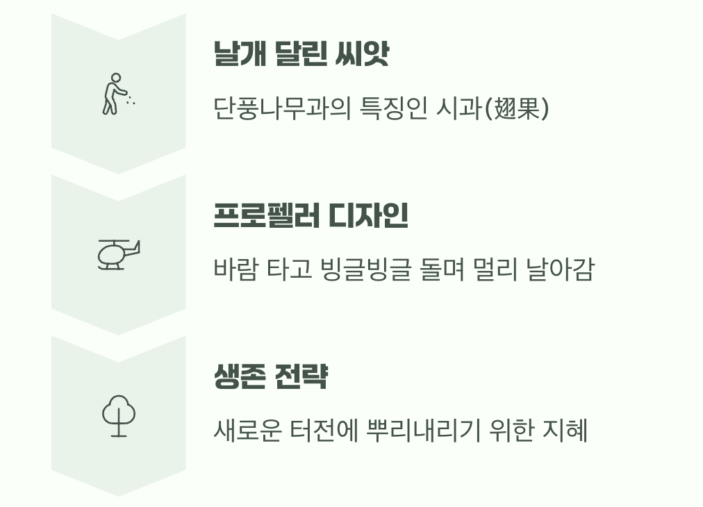 헬리콥터 날개를 단 씨앗, 열매
