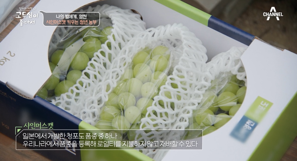 고두심이좋아서영천샤인머스켓