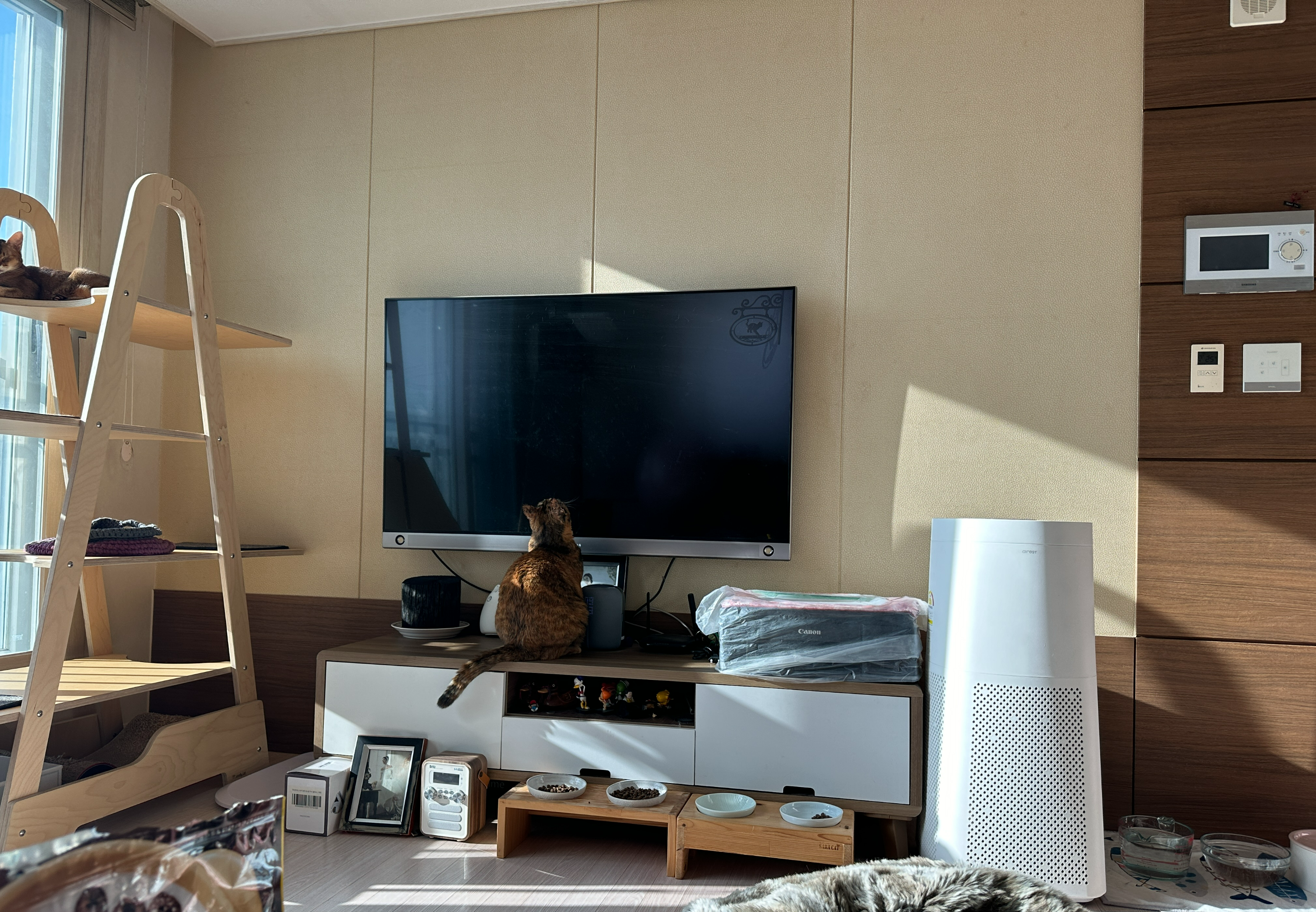 TV보고_있는_카오스고양이_사랑이