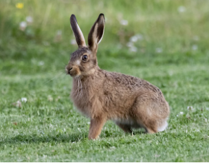 토끼띠 2025년 운세
