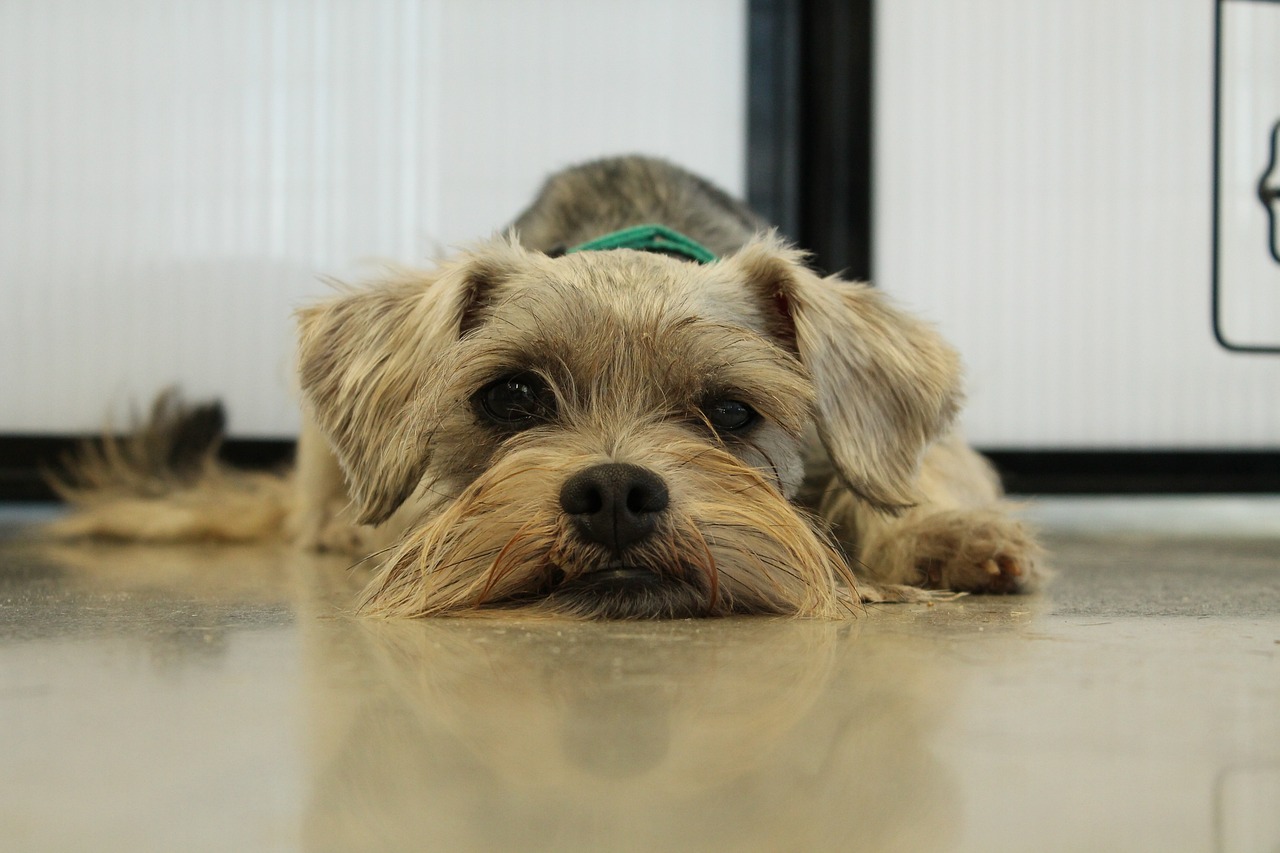 미니어처 슈나우저(Miniature Schnauzer)