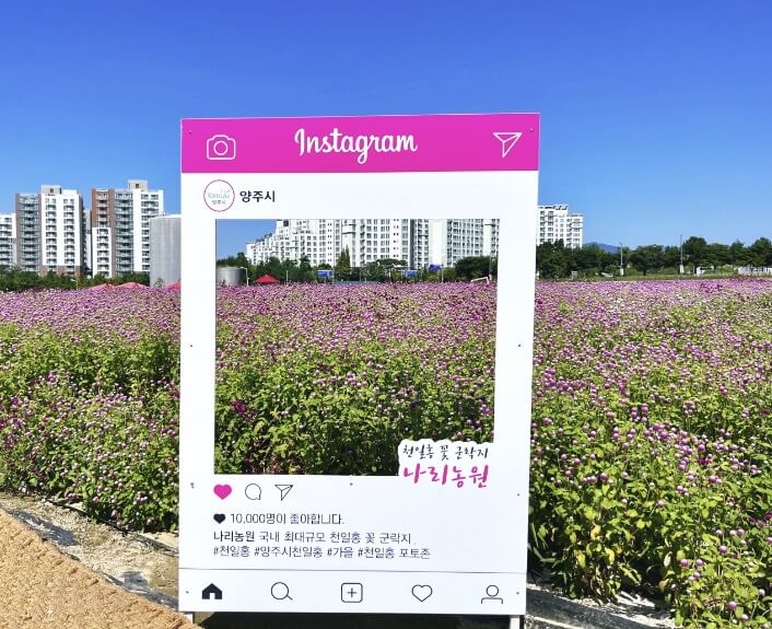 전국 가을 꽃 축제 추천 BEST