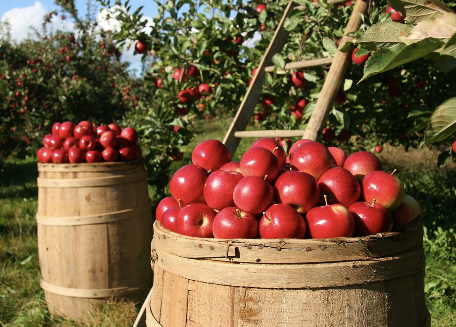 가을에 먹기 좋은 과일 사과