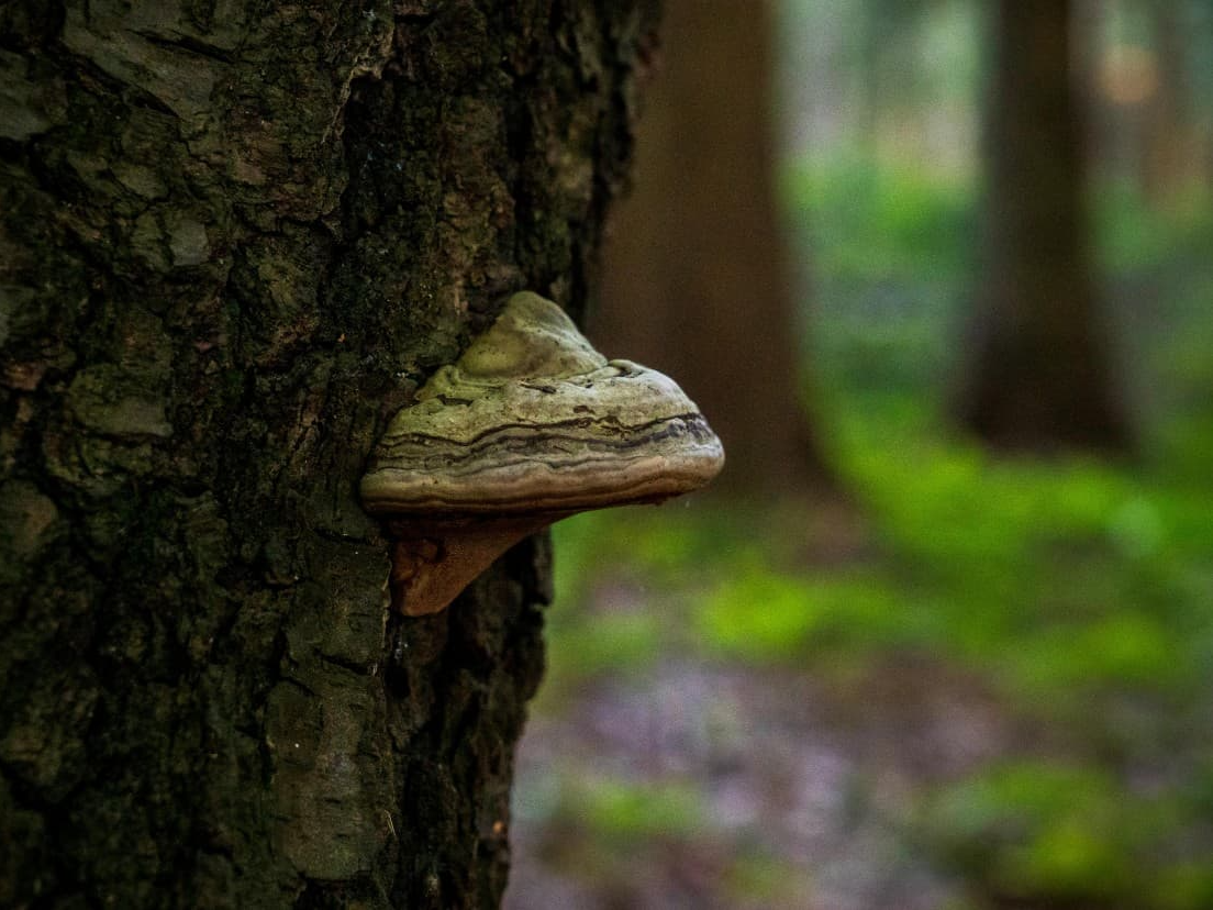 상황버섯쌀 섭취량 준수