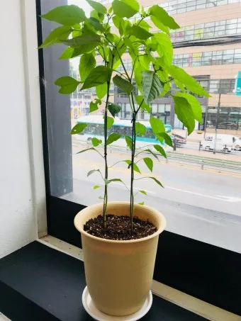 텃밭 고추 키우는 법 모종심기 지지대 순지르기 탄저병 예방_16