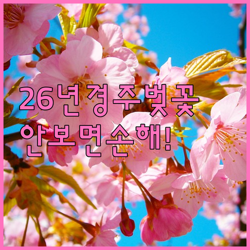 2026 경주 벚꽃 개화 시기 및 만..