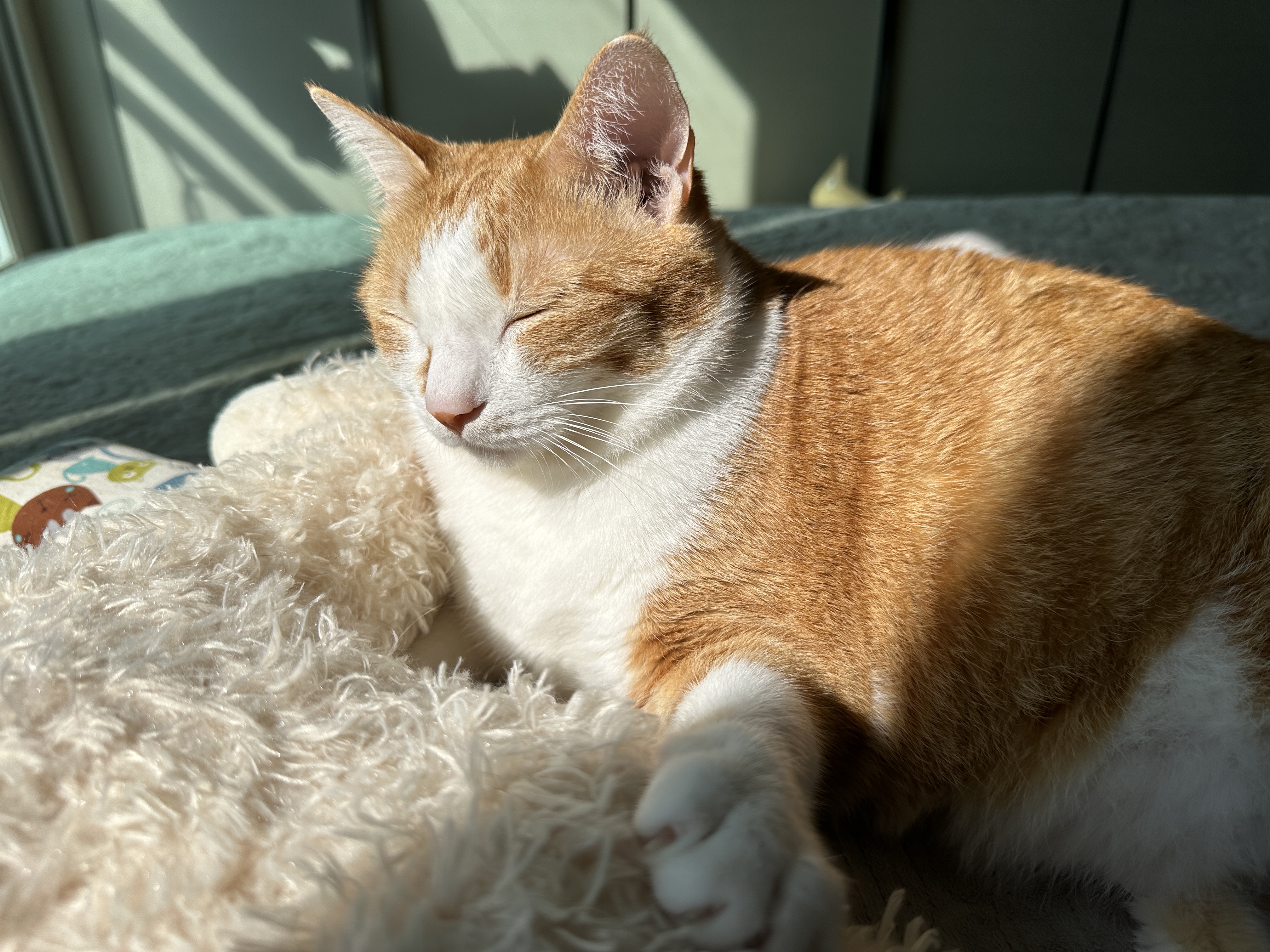 라마인형에_왼쪽_앞발_올려두고_일광욕중인_호야