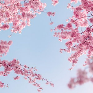 경주 벚꽃 축제