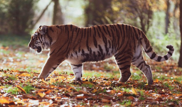 호랑이 꿈해몽, 길몽일까 흉몽일까? (상황별, 색깔별 의미)